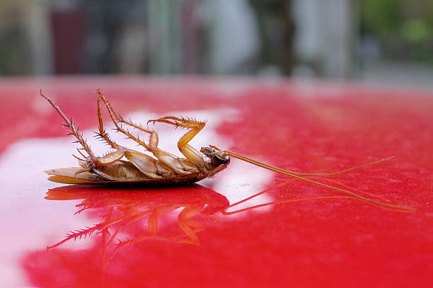 Car Pest Control